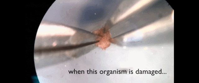 全球首个“自我繁衍”的活体机器人诞生：真那么神奇？