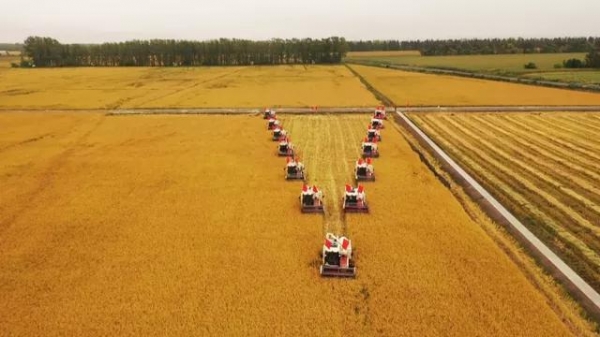 粮食生产“十八连丰”，饭碗更稳，这些原因要牢记，确保粮食丰收