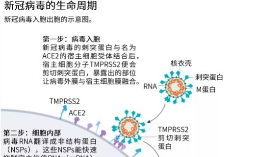 国产新冠药获批！新冠病毒的新克星来了