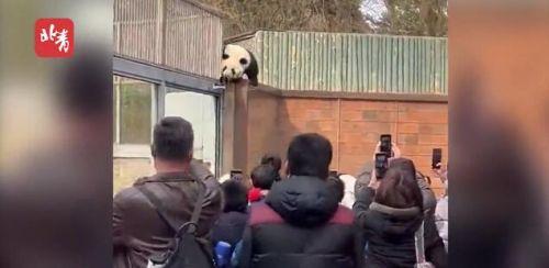 身轻如燕！大熊猫翻越围栏去“参观”人类，动物园：下不为例…