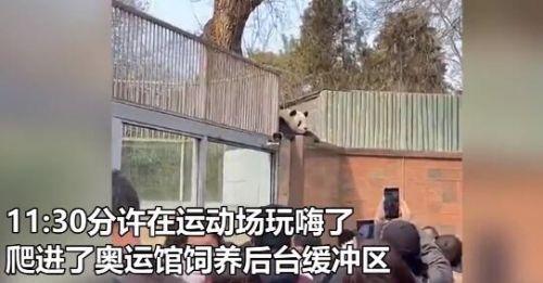 身轻如燕！大熊猫翻越围栏去“参观”人类，动物园：下不为例…