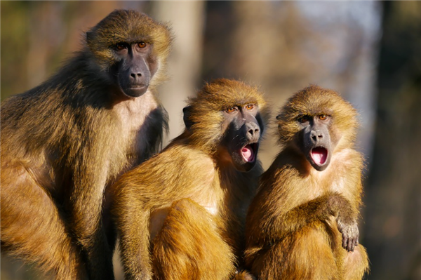 印度猴子摔死250条狗后被抓 在笼子里愤怒咆哮