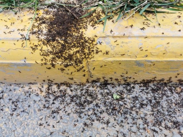 深圳一名26岁程序员尿液竟引来一群蚂蚁，舔了口竟然比绿茶还甜