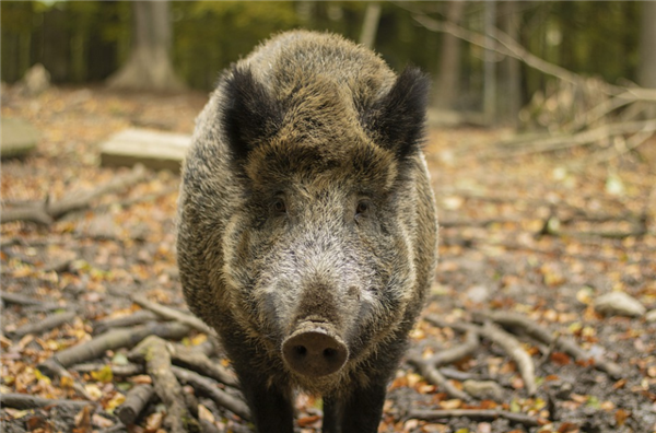 国家林业局：全国捕猎野猪1982头 补偿群众损失近400万