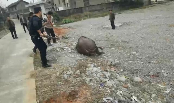 桃源：水牛受惊后撞伤3人，民警将其击毙