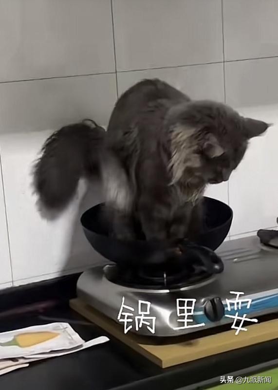 猫在锅里上厕所？主人：煮完螺蛳粉忘记洗，猫把锅当成了猫砂盆