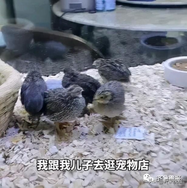 临沂一女子网购鱼缸漏水，改养“芦丁鸡”火了！网友：换个思路办事儿