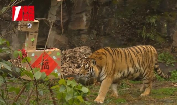虎年的仪式感，杭州这里有了