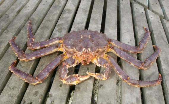 大红帝王蟹入侵英国约克海岸 渔民非常兴奋 能捕到更贵的货物