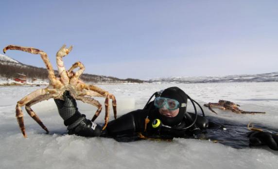 大红帝王蟹入侵英国约克海岸 渔民非常兴奋 能捕到更贵的货物