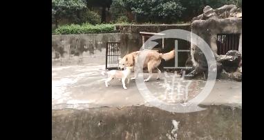 武汉一动物园一母狗陪伴公狼5年未生育，园方：它们之间只是纯洁友谊