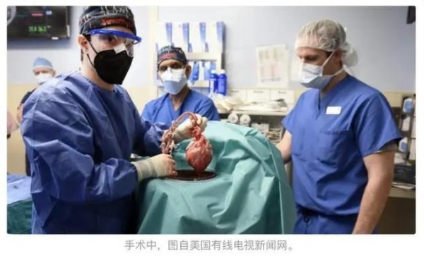 仅存活2月！世界首个移植猪心患者死亡，编辑10个基因还不行吗？