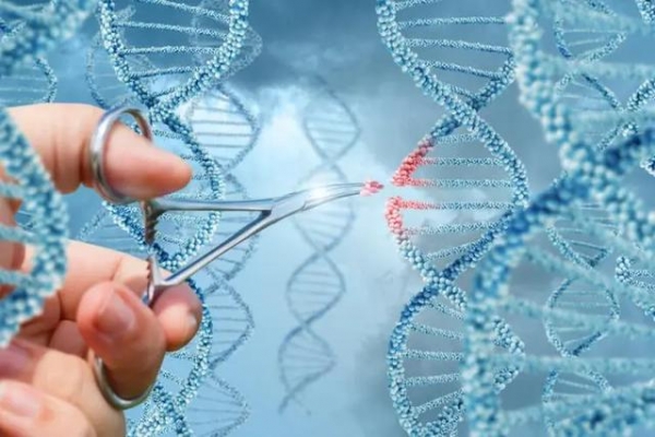 仅存活2月！世界首个移植猪心患者死亡，编辑10个基因还不行吗？