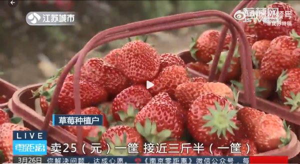 糟心！10万斤草莓滞销，有种植户直言：“卖25元一筐，一筐接近3斤半”