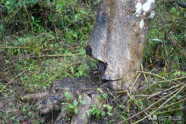 50年树龄沉香木惨遭盗砍，损失难以估量，4名窃贼次日落网