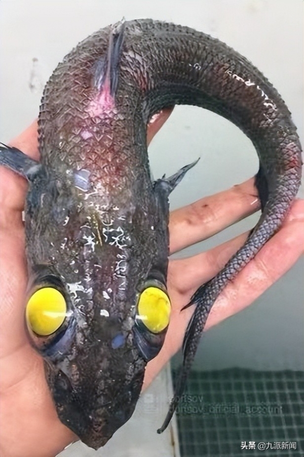 俄罗斯渔民打渔时发现奇怪物种 网友：看起来像龙宝宝
