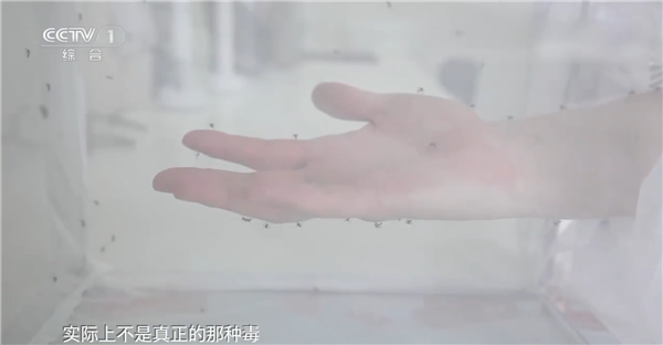 为什么蚊子比以往出现得更早了？央视揭秘：“越冬蚊”变多了