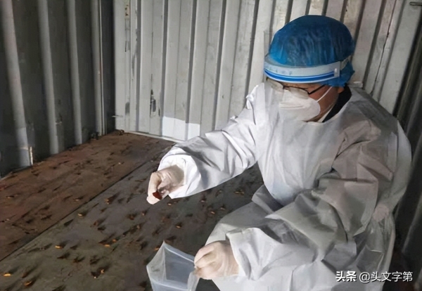 厦门海关进境空箱中截获2000只活蟑螂，美洲大蠊携霍乱等多种病菌