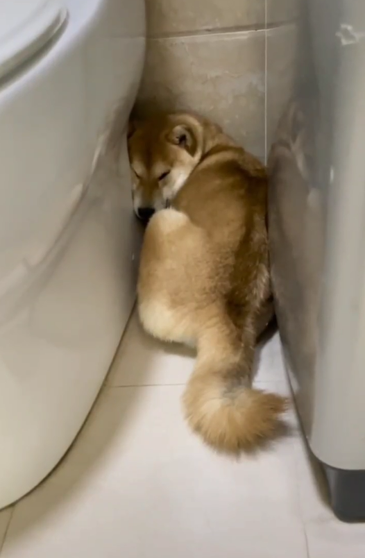 遇到主人辅导家里孩子写作业，狗子的反应亮了，这是通人性了吗？