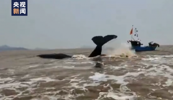 抹香鲸在宁波象山海域搁浅：救援暂时中断，正在等待涨潮