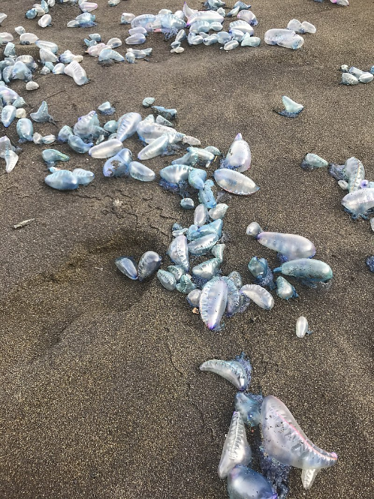 毒性堪比眼镜蛇 乱摸水母会出人命！