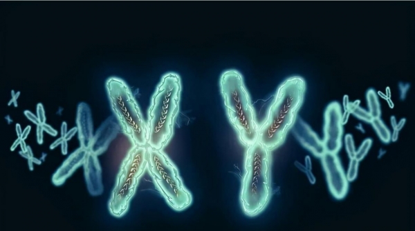 科学家发现人类的Y染色体正在不断缩短，未来的男性将何去何从？