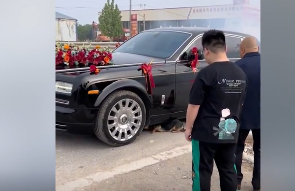 山东狗狗拦婚车不让新娘走，新娘妈妈哄十几分钟才好，眼睛都哭红