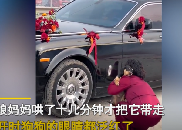 山东狗狗拦婚车不让新娘走，新娘妈妈哄十几分钟才好，眼睛都哭红