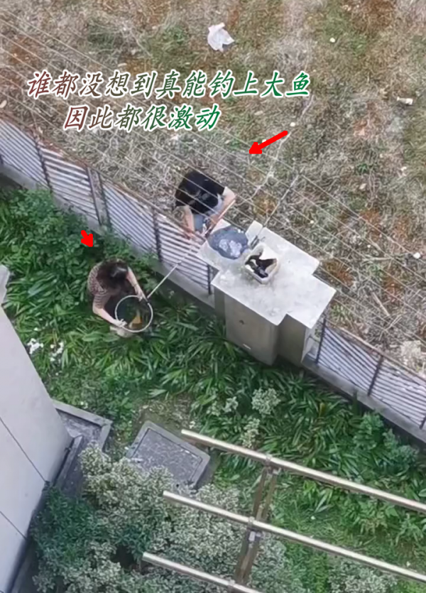 加餐！上海大爷站在阳台上钓起8斤野生大鲤鱼，楼下邻居帮忙抄鱼