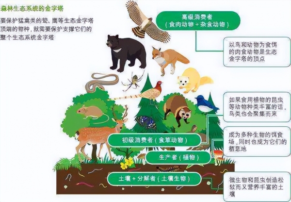 3条大蛇盘踞天花板，蛇头暴起嘶嘶响太吓人，家蛇究竟能不能打？