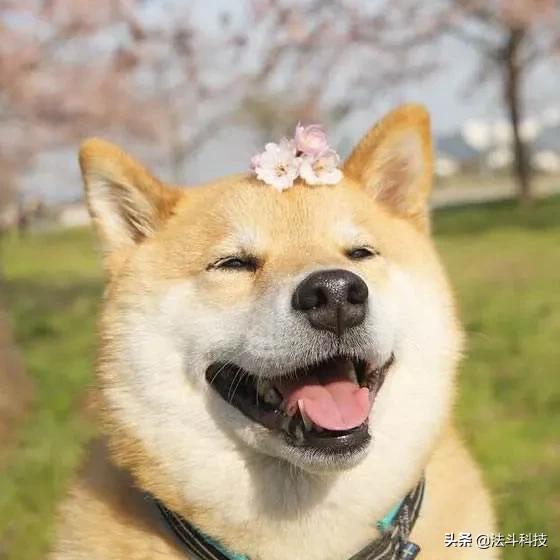 华为追踪器曝光！有啥用啊？HUAWEI Tag了解一下？