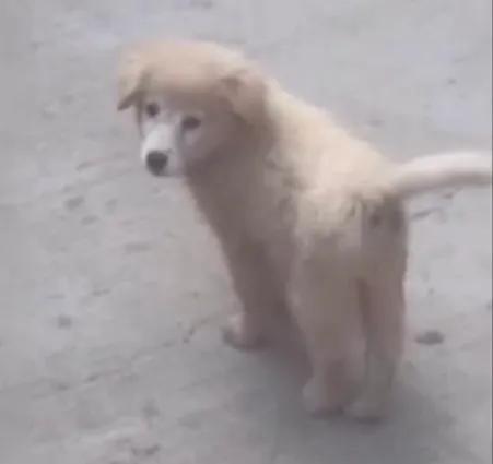 潘周聃29岁到底是什么梗？短短几天火爆全网，网友们争相模仿