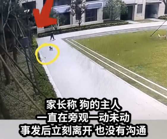 未拴绳小狗狂追小女孩30秒致其摔倒，爆料者：狗主人在一旁淡定围观