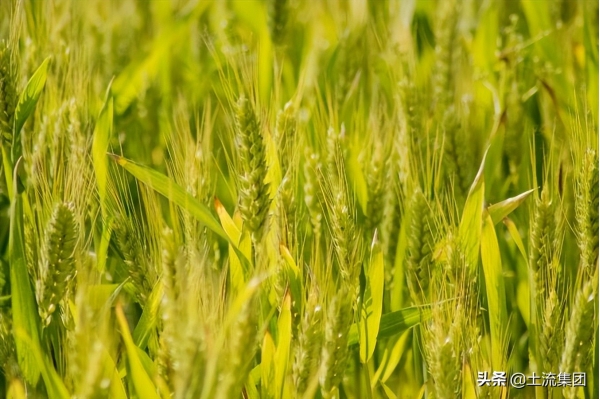 2022小麦青储国家允许吗？合法吗？附农业农村部最新回应