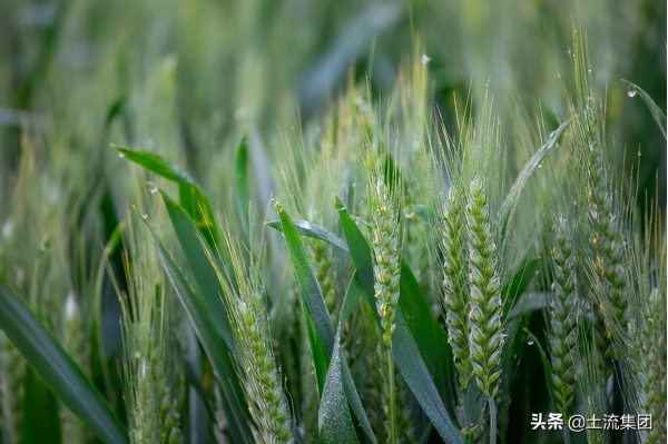 2022小麦青储国家允许吗？合法吗？附农业农村部最新回应