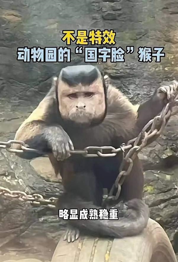 动物园一猴子长着国字脸络腮胡走红：网友称忧郁又喜感 科普来了