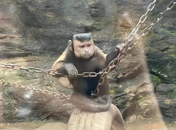 “国字脸猴”爆火全网，饲养员：园里还有好几只，养得好的话脸会越来越方