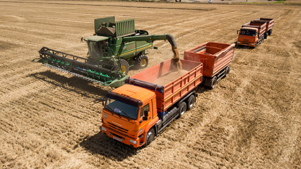 全球市场供不应求之际，俄罗斯小麦收成有望创新高