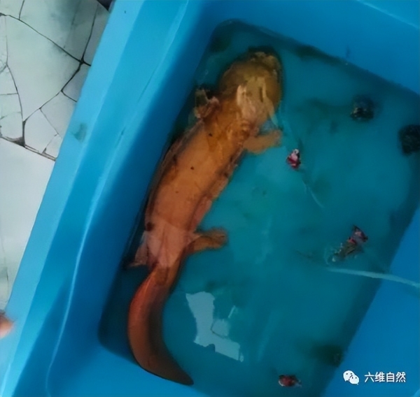 重庆有人在江边捡到长1.3米大鲵，身份未确定，暂不能放生娃娃鱼