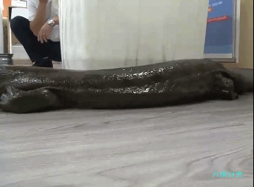 重庆有人在江边捡到长1.3米大鲵，身份未确定，暂不能放生娃娃鱼