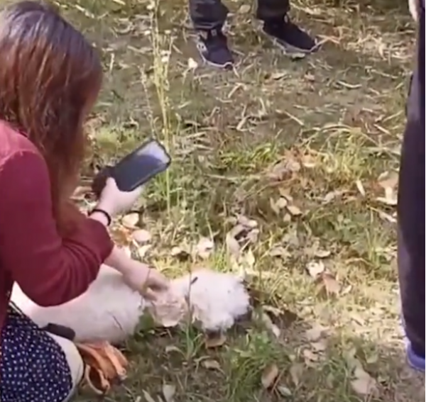 上海一女子遛狗未牵绳，小狗挑衅大狗遭撕咬致重伤，主人都拉不住