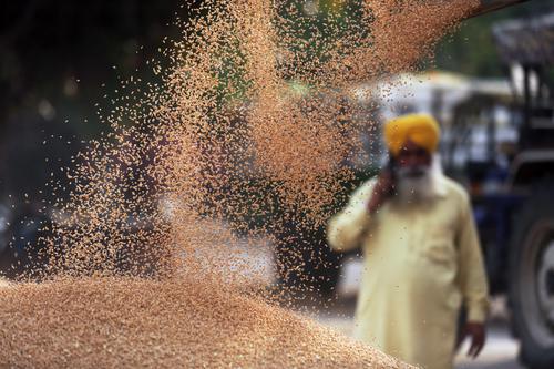 印度禁小麦出口 专家称对中国直接影响“约等于无”