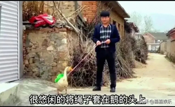 “反诈老陈”辞职一个月后：遛大鹅被嘲，连麦网红被奚落，网暴