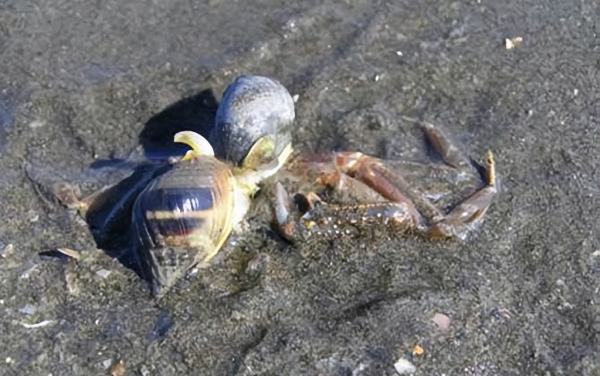 广东多地提醒，绝不能吃织纹螺！一只或可致命，为何这么厉害？
