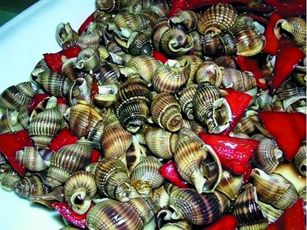 广东多地提醒，绝不能吃织纹螺！一只或可致命，为何这么厉害？