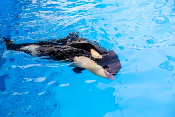 端午节起上海海昌海洋公园免费限流开放8天，首例沪籍虎鲸宝宝即将亮相