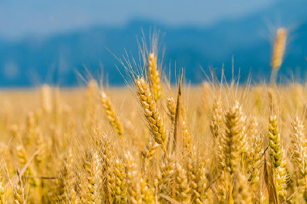 农业农村部：全国已收获小麦面积6518万亩 进度过两成
