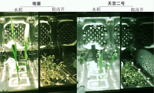 中国人为什么爱种菜？这是刻在DNA里的种族天赋