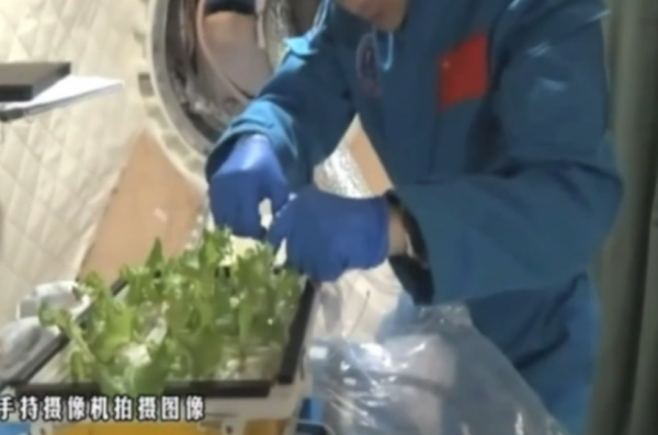 中国人为什么爱种菜？这是刻在DNA里的种族天赋