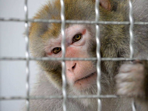 实验猴一只16万元，药企疯狂“囤猴”！发生了什么？